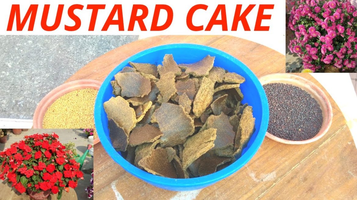 What is mustard cake in gardening? What is mustard cake in gardening?
