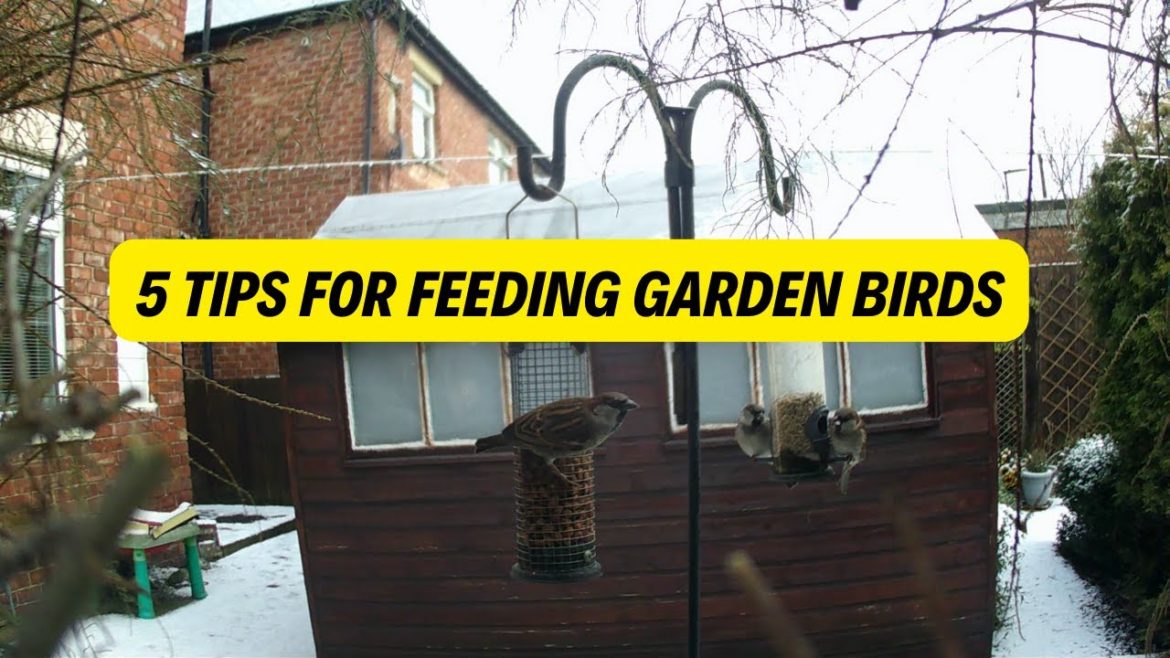 5 Tips For Feeding Garden Birds (2022) 5 Tips For Feeding Garden Birds (2022)