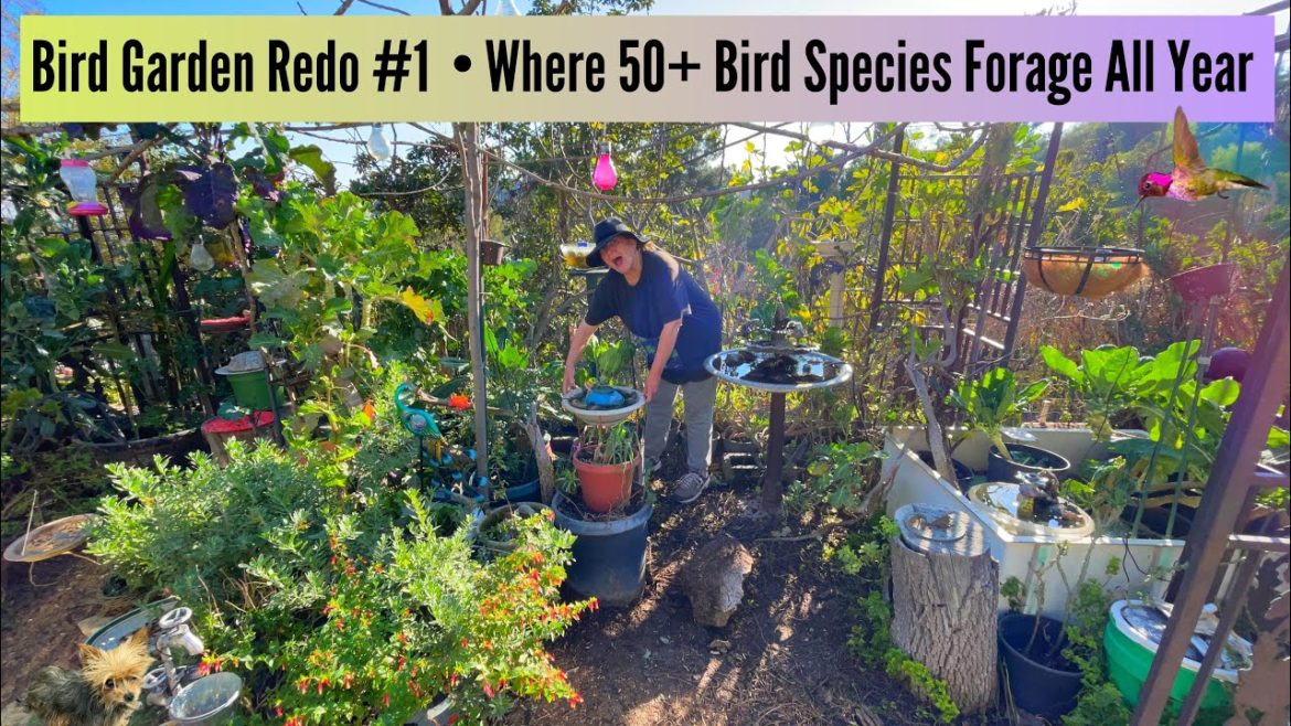 Most Important Bird Gardening Task Redoing for Easy Maintenance SAFE Solar Fountains Seed Feeders #1 Most Important Bird Gardening Task Redoing for Easy Maintenance SAFE Solar Fountains Seed Feeders #1