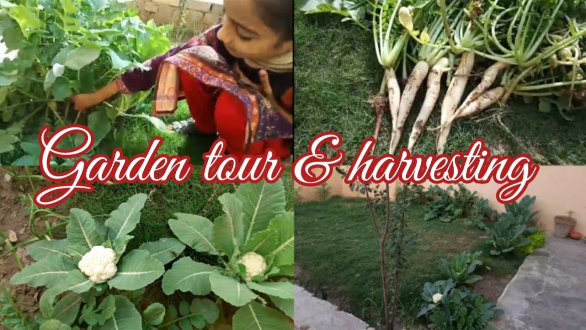 Winter garden tour and harvest // KF gardening Winter garden tour and harvest // KF gardening