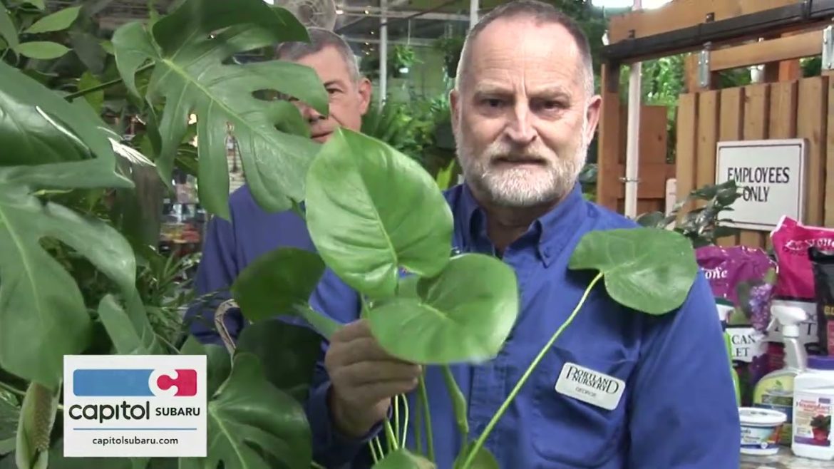 Podcast 11 – Winter Indoor Plants Podcast 11 - Winter Indoor Plants