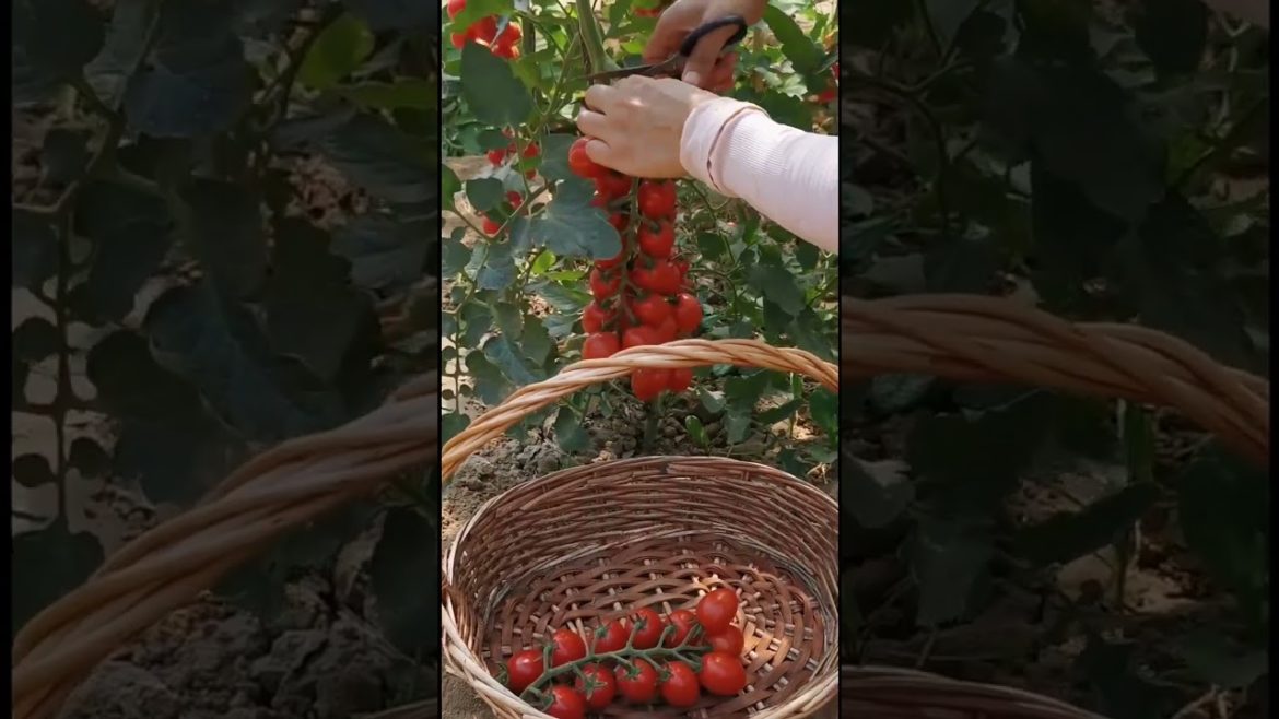 how to growth vegetable /gardening ideas for home