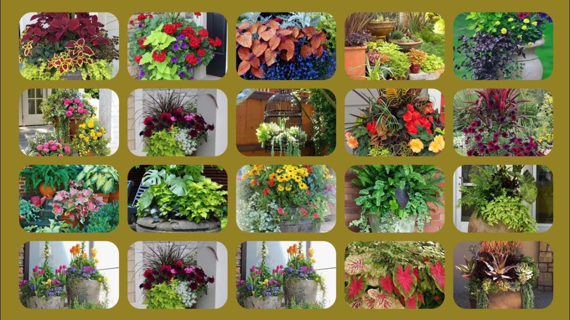 revalishing pot plant garden ideas//green planter containers design//#decorlife #garden revalishing pot plant garden ideas//green planter containers design//#decorlife #garden