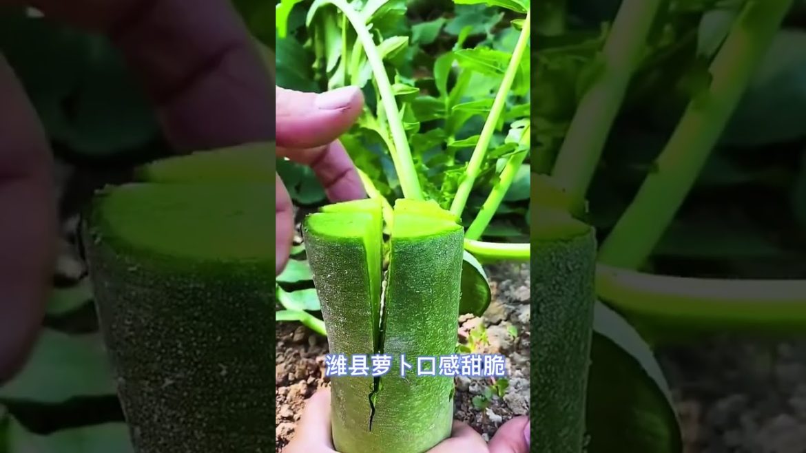 how to growth vegetable /gardening ideas for home