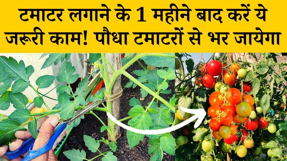 टमाटर लगाने के 1 महीने बाद करें ये जरूरी काम पौधा टमाटरों से भर जायेगा Tomato Plant Care Tips Hindi टमाटर लगाने के 1 महीने बाद करें ये जरूरी काम पौधा टमाटरों से भर जायेगा Tomato Plant Care Tips Hindi