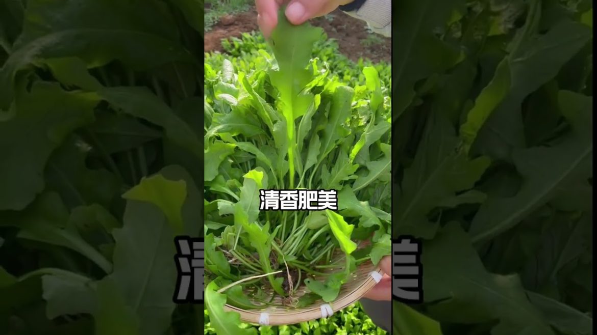 how to growth vegetable /gardening ideas for home