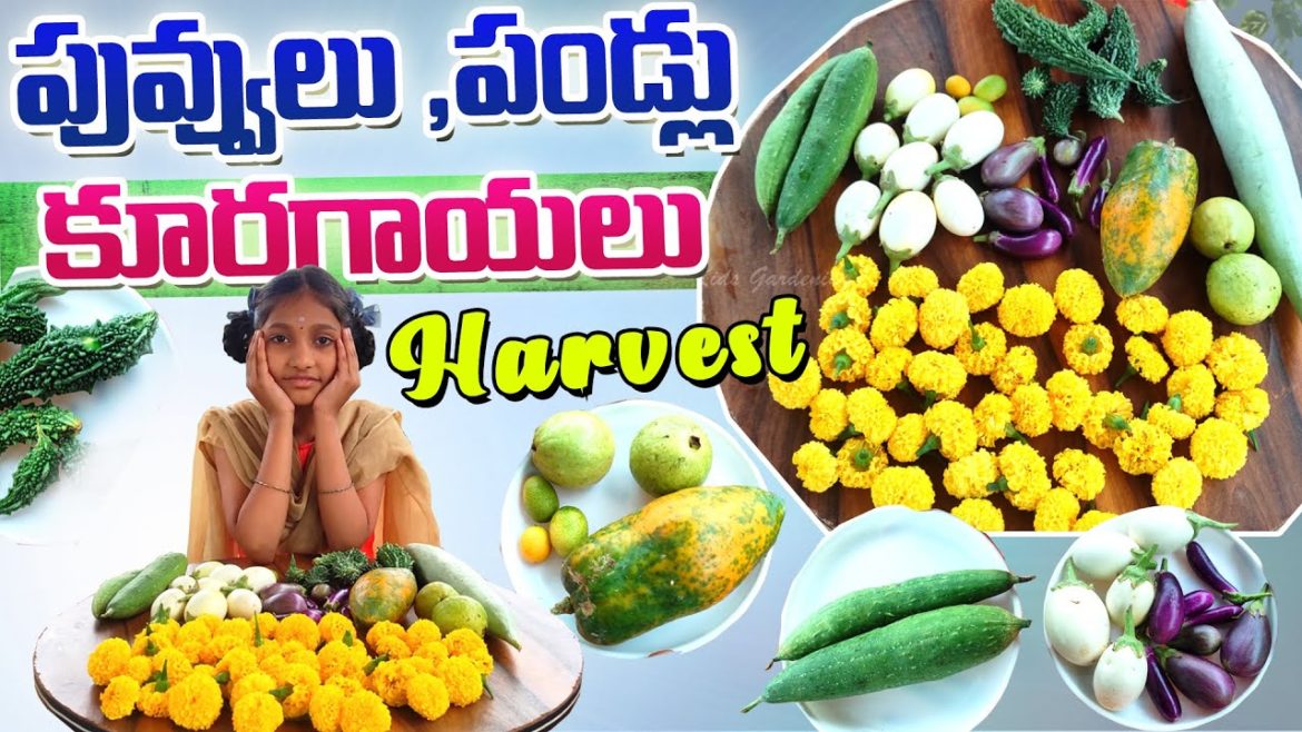 Harvesting Fruits,Flowers & Vegetables | కూరగాయలు పండ్లు పువ్వులు హార్వెస్ట్ | ACH Gardening vlogs