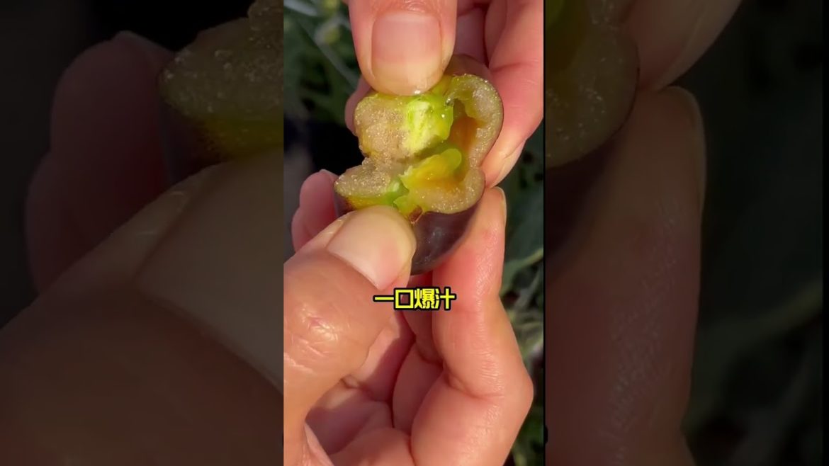 how to growth vegetable /gardening ideas for home how to growth vegetable /gardening ideas for home