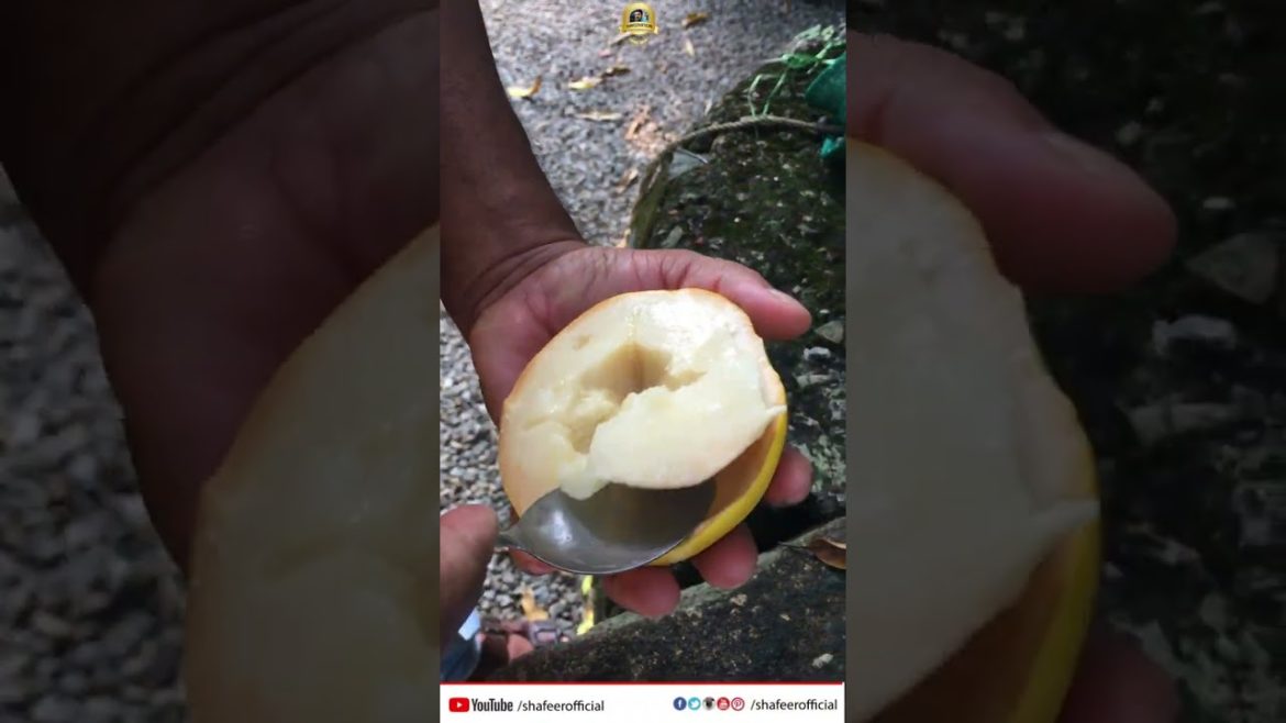 അബ്ദുക്കയുടെ 1.5 ഏക്കറിലെ 350 ലധികം Exotic fruits plants തോട്ടം കാണാം  ! #exoticfruit #shorts അബ്ദുക്കയുടെ 1.5 ഏക്കറിലെ 350 ലധികം Exotic fruits plants തോട്ടം കാണാം  ! #exoticfruit #shorts
