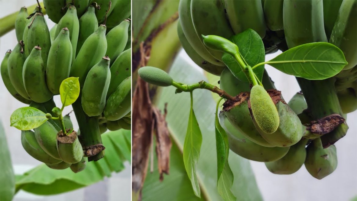 Good tips to propagate jackfruit trees with bananas