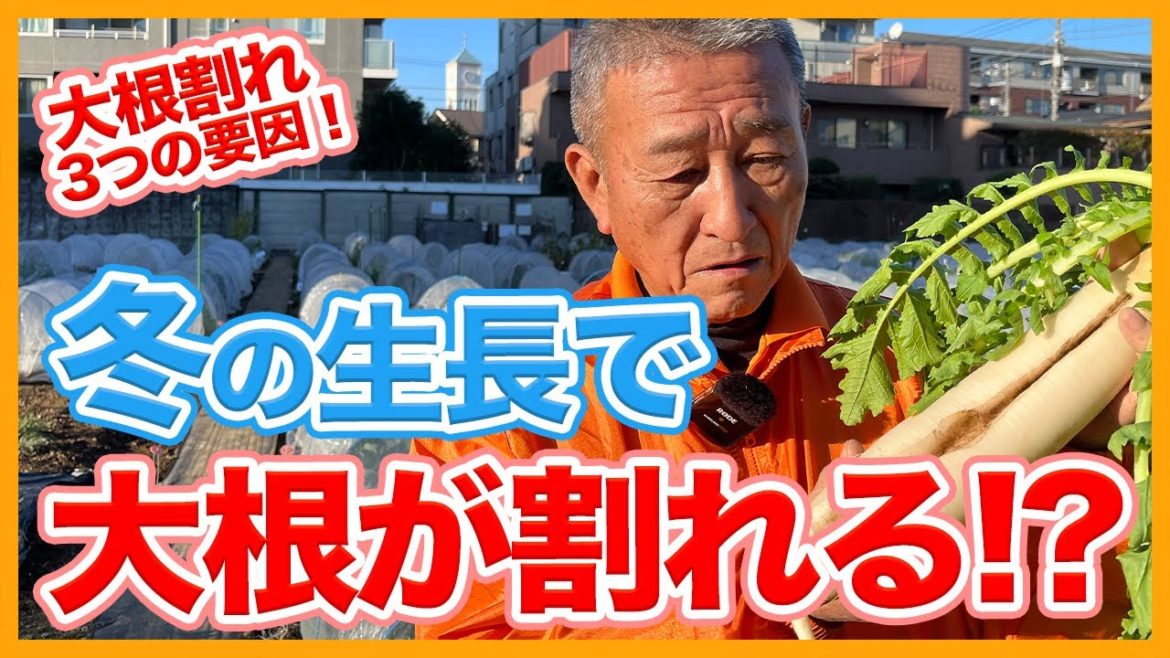 家庭菜園や農園の大根栽培で今年の大根は割れやすい!?大根が割れてしまう3つの要因を徹底解説!/Tips for cultivating radishes that do not crack. 家庭菜園や農園の大根栽培で今年の大根は割れやすい!?大根が割れてしまう3つの要因を徹底解説!/Tips for cultivating radishes that do not crack.