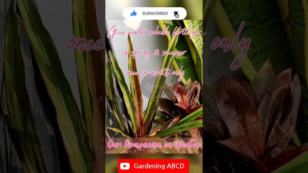 Dracaena #dracaena#shorts#short #shortvideo#gardening #organicgardening#viral#trending#youtubeshorts