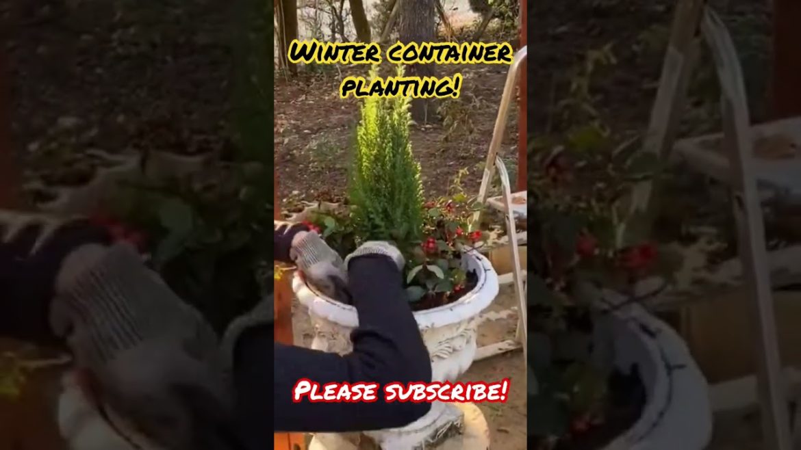 Winter container planting! #shorts