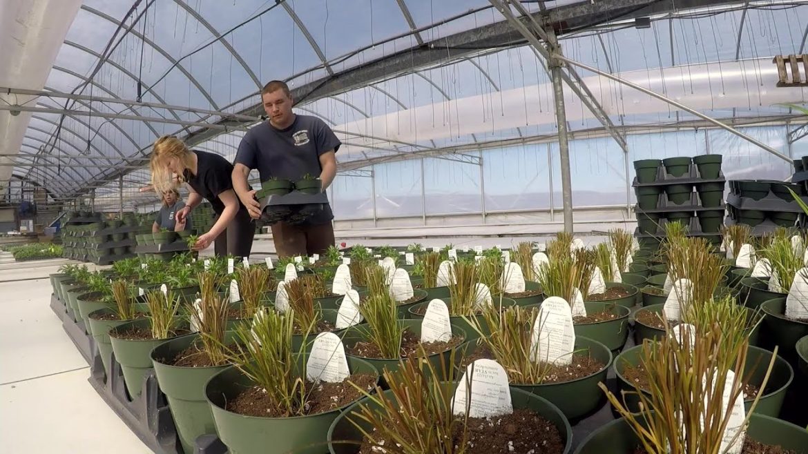 GREENHOUSE PLANTING BEGINS (GARDENING TIPS)