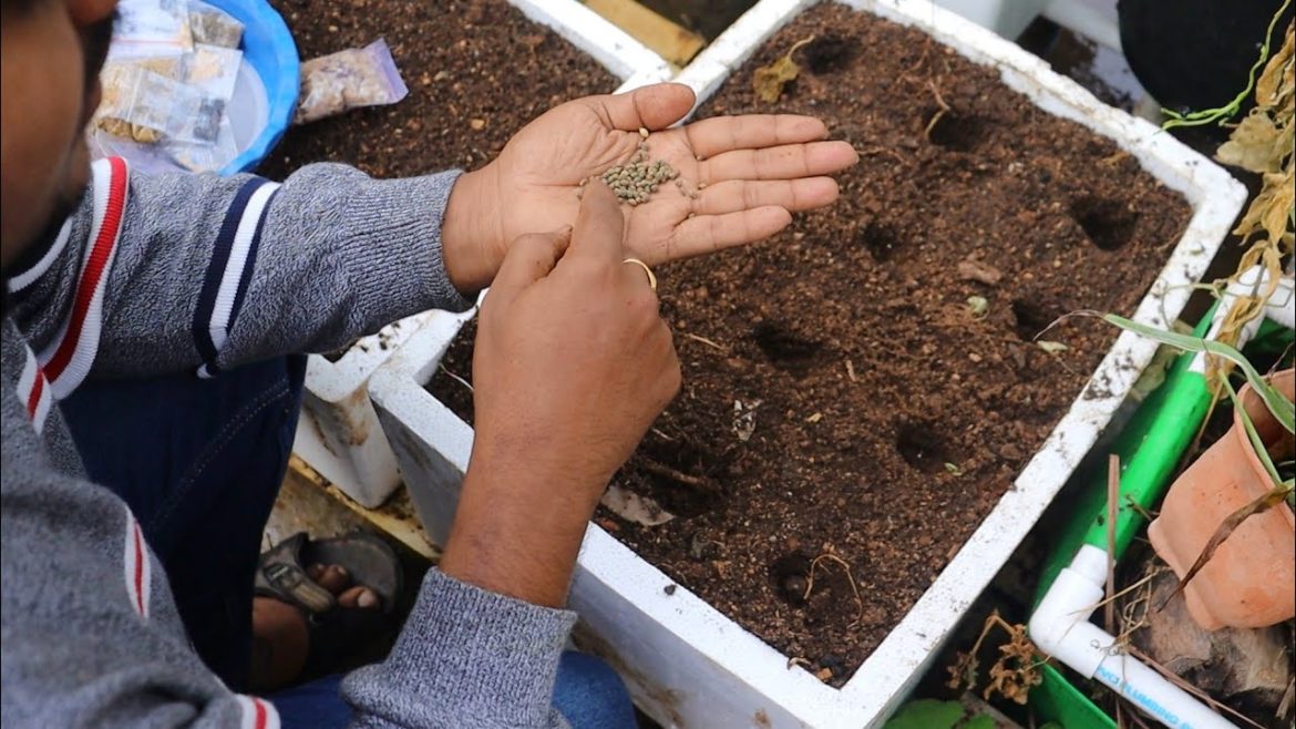 ఆకుకూర విత్తనాలు ఇలా పెడితే 100% success #seeds #compost #gardening #organic