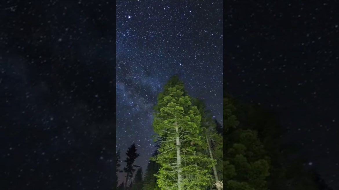 #milkyway #shortvideo #timelapse #trending #tree #backyardgardening #viral #gardentastic #shorts