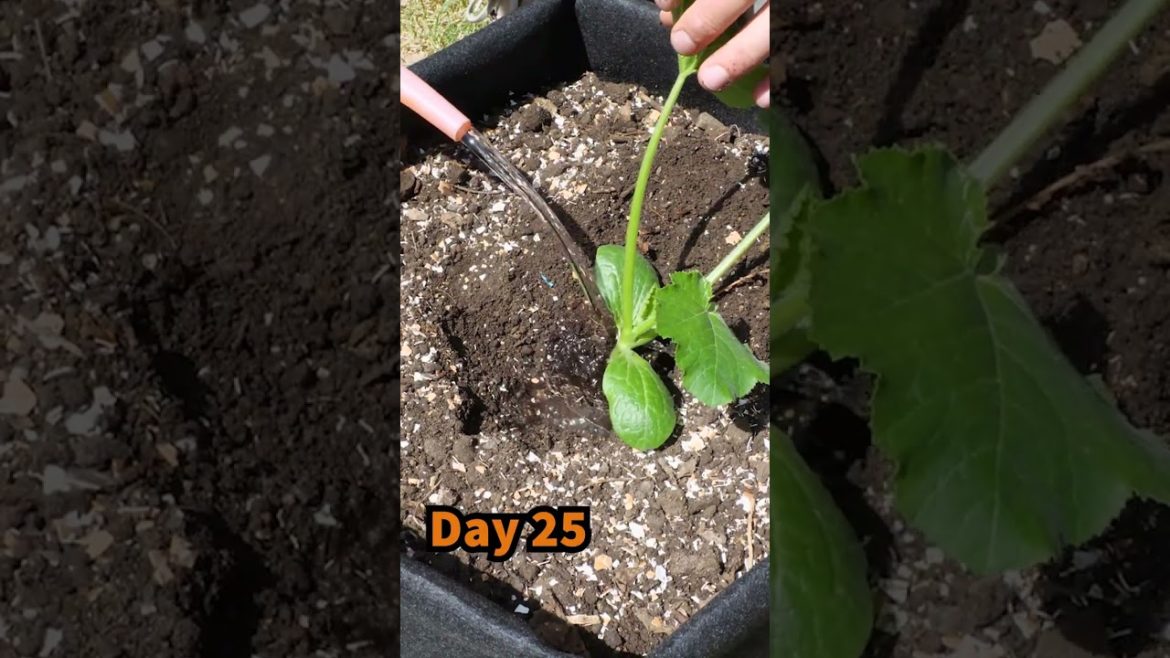 Growing Zucchini from Seed to Multiple Harvests in Containers or Growbags