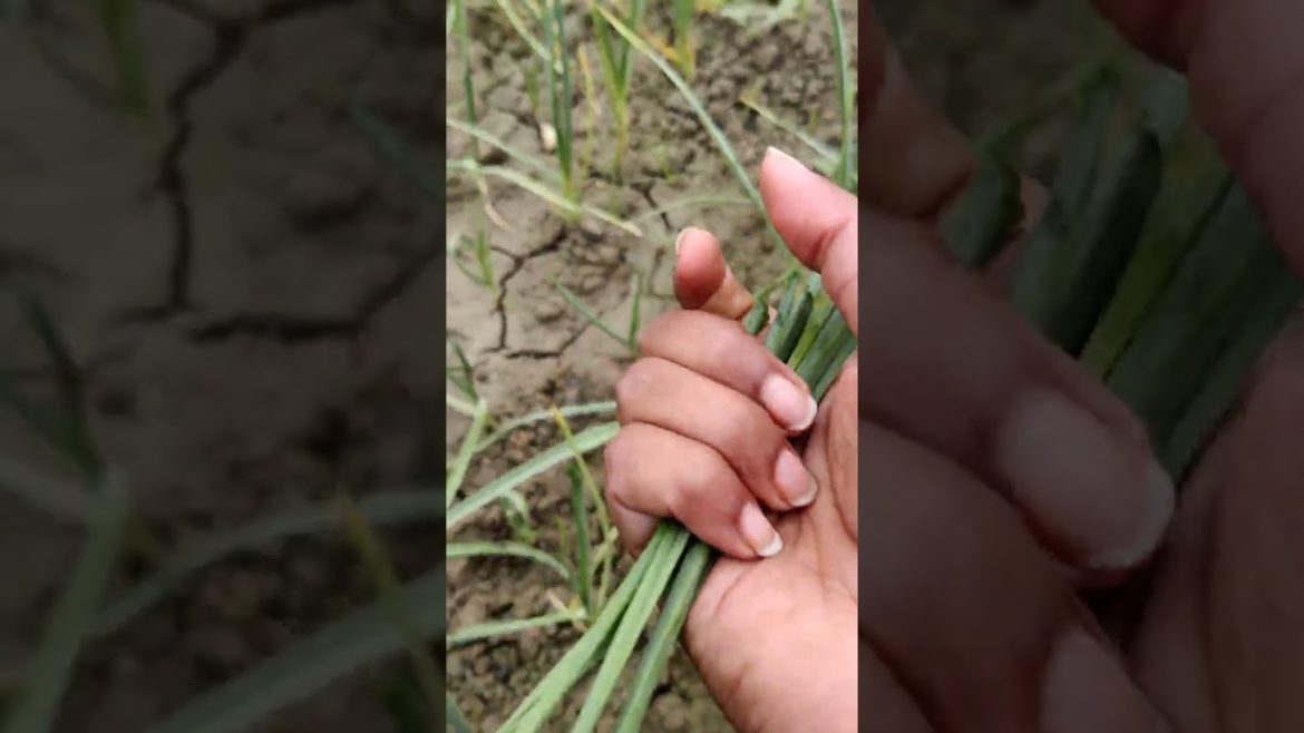 Gardening tips  #shorts #youtubeshorts  #alooparatha #morning #harvest
