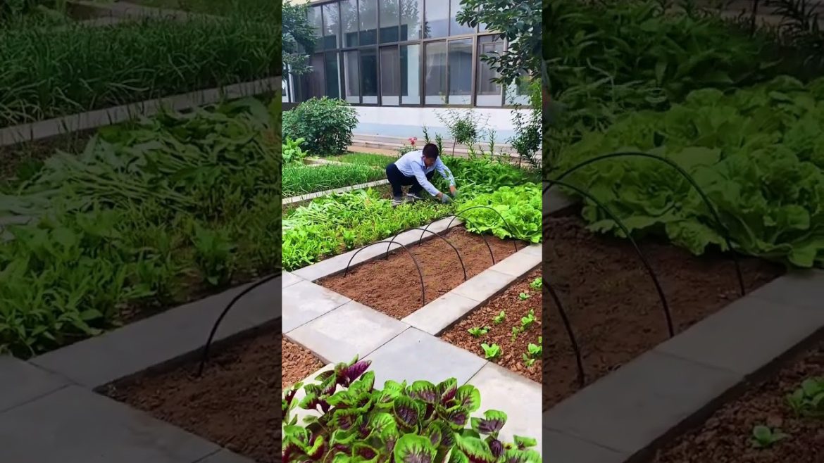 how to growth vegetable /gardening ideas for home