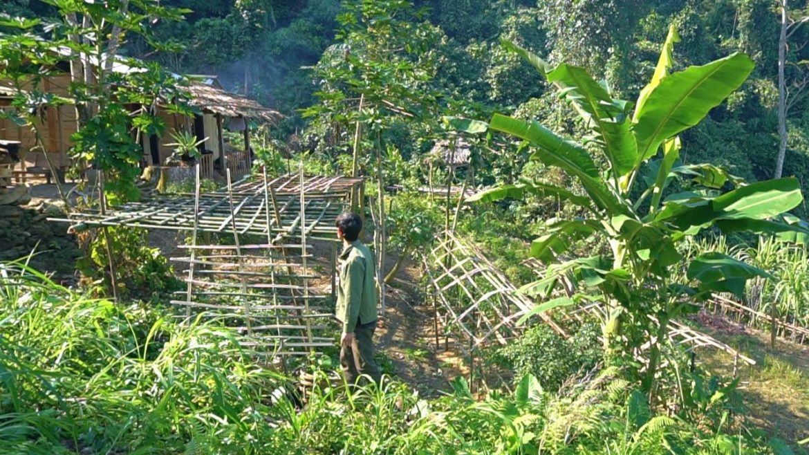 My farm is getting more beautiful every day - Make a climbing vine for pumpkins, Sauerkraut salt