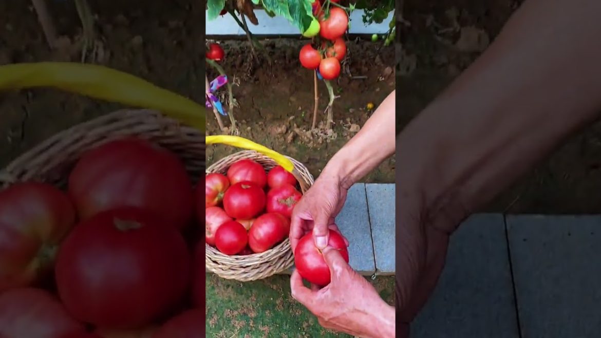 how to growth vegetable /gardening ideas for home