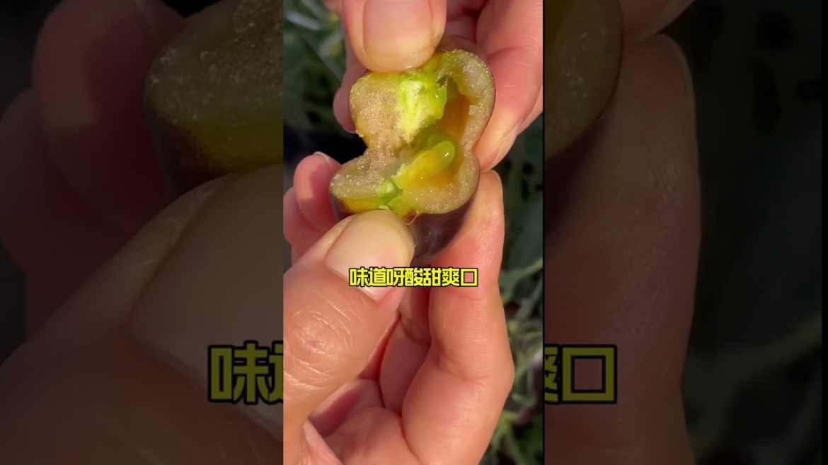 how to growth vegetable /gardening ideas for home