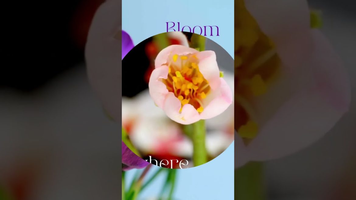 How to Grow a Blooming Flower Garden in Your Backyard