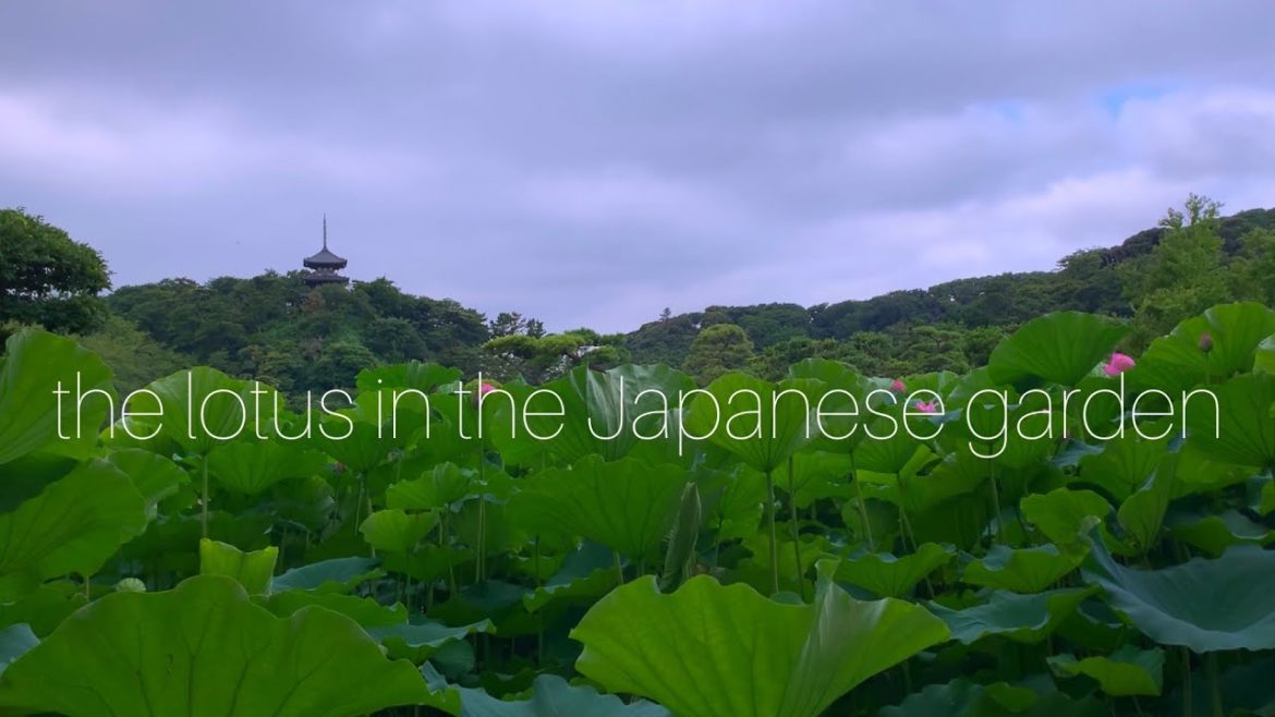 Go to see the lotus in Japanese garden.