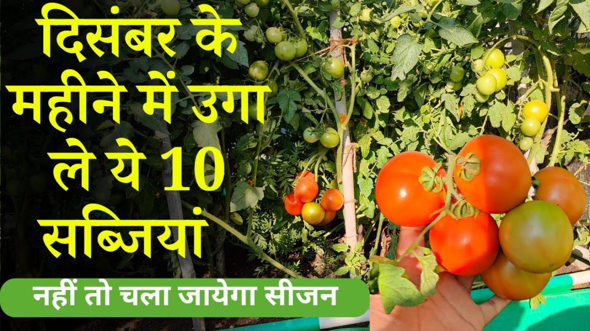 दिसंबर के महीने में उगा ले ये 10 सब्जियां, नहीं तो चला जायेगा सीजन | Grow December Month Vegetables
