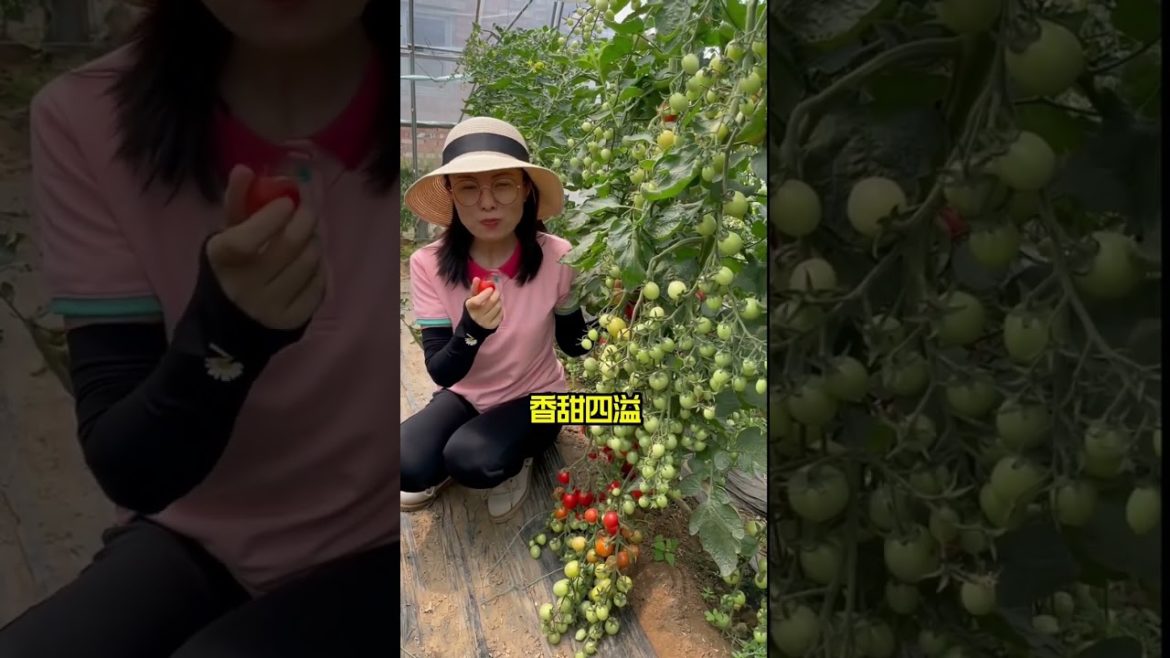 how to growth vegetable /gardening ideas for home