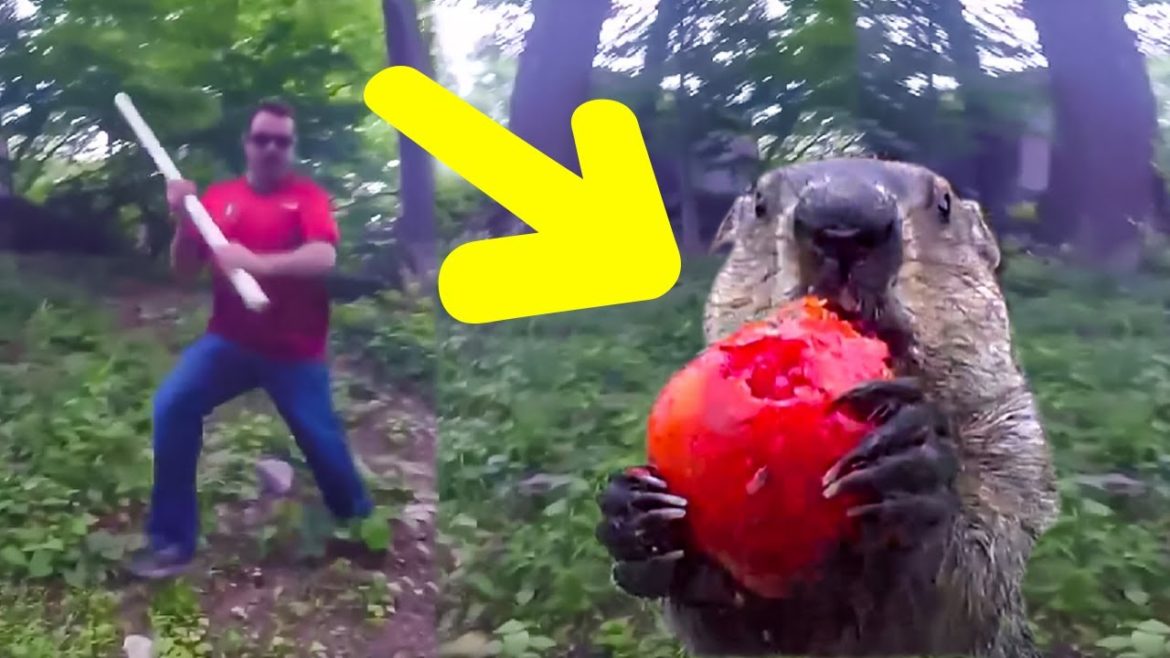 This Man Set Up a Camera to Catch a Backyard Thief, And He Couldn’t Get Over the Insane Footage