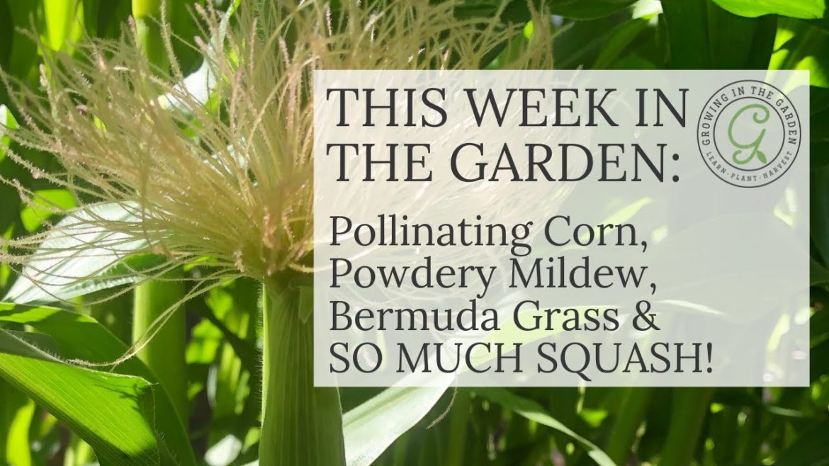 Garden Tips, Tour, Pollinating Corn, Powdery Mildew, Bermuda Grass, Garlic Harvest & SO MUCH SQUASH! Garden Tips, Tour, Pollinating Corn, Powdery Mildew, Bermuda Grass, Garlic Harvest & SO MUCH SQUASH!