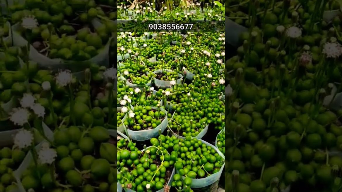 Succulent // String Of Pearls // #Succulent #shorts Succulent // String Of Pearls // #Succulent #shorts