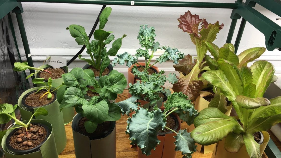 Grow With Me Hydroponic Edible Garden (Arugula, Kale, Lettuce, Swiss Chard) Day 36 Grow With Me Hydroponic Edible Garden (Arugula, Kale, Lettuce, Swiss Chard) Day 36