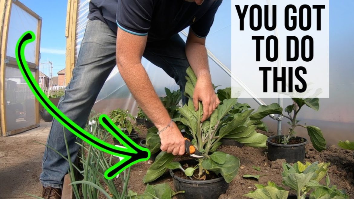 Garden Tips for Massive Eggplant Aubergine Haul. Do This Tip Now For Bumper Eggplant Aubergine Crop Garden Tips for Massive Eggplant Aubergine Haul. Do This Tip Now For Bumper Eggplant Aubergine Crop