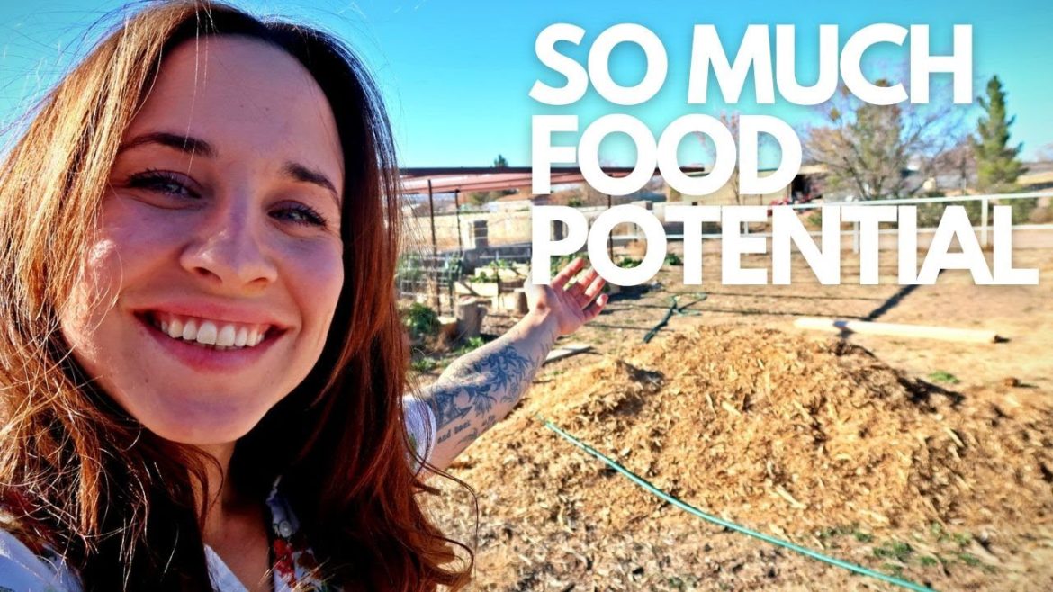 Growing MORE Food in 2023 | Desert Garden VLOG Growing MORE Food in 2023 | Desert Garden VLOG