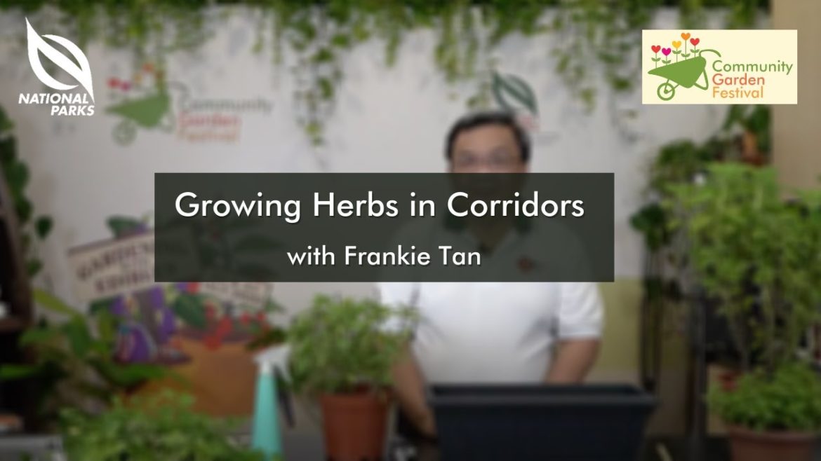 Growing Herbs In Corridors | Community Garden Festival 2020 Growing Herbs In Corridors | Community Garden Festival 2020