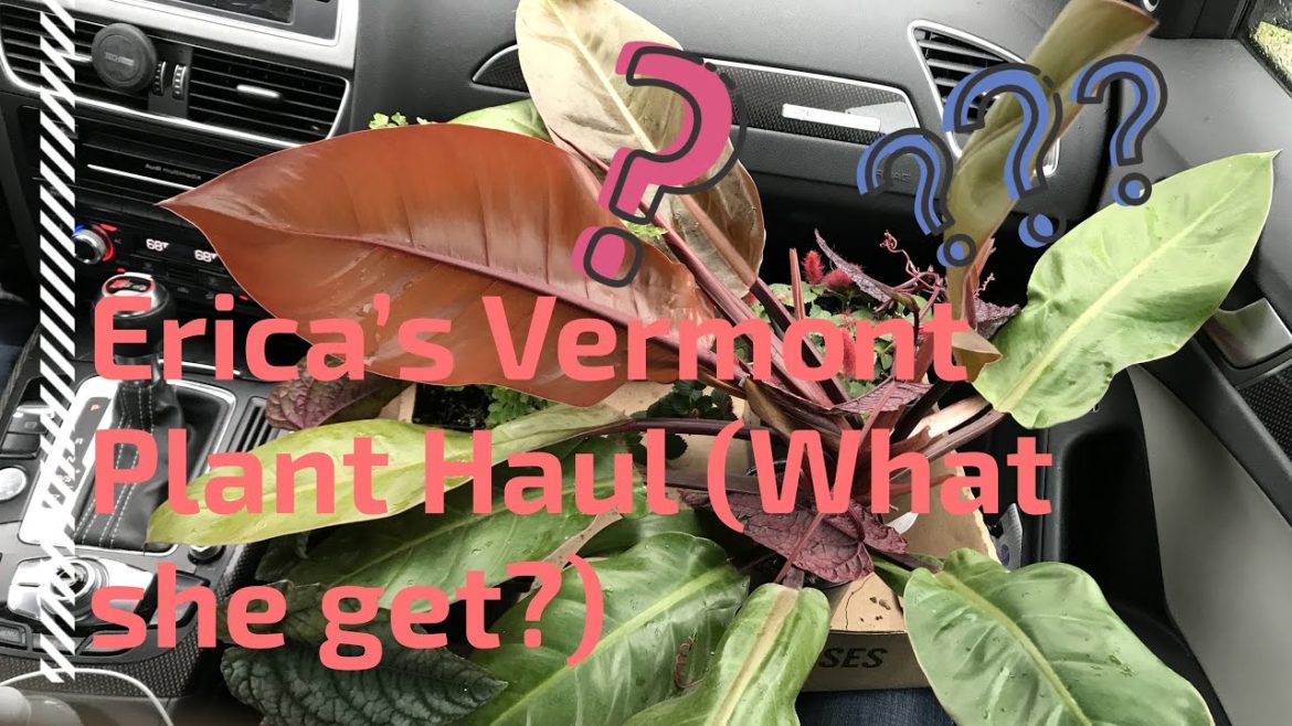 Erica's Plant Haul from Vermont - Claussen's Florist & Greenhouse and Gardener's Supply Company