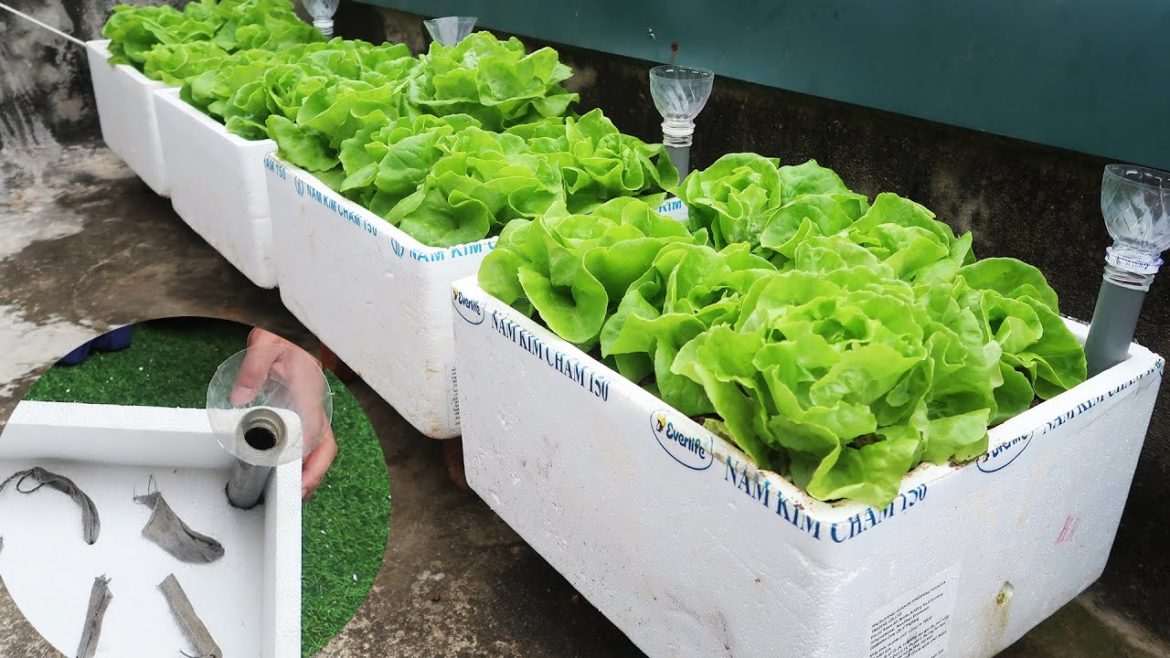 Turn Styrofoam Boxes Into A Small Garden To Grow Vegetables Easily On The Terrace