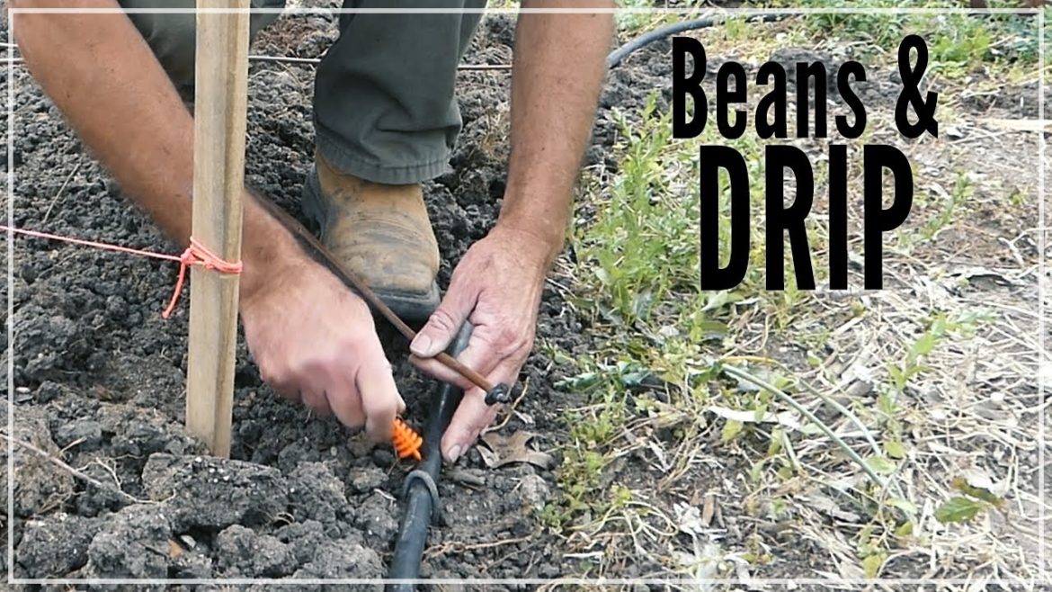 Making My Bean Garden - Tips for FREE GARDEN RESOURCES
