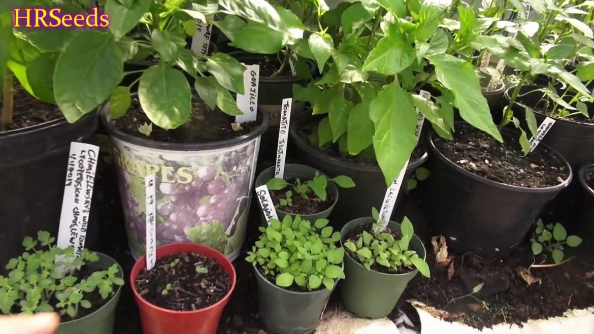 ⟹ Container Gardening | Why i like growing in pots, tomatoes, peppers, flowers