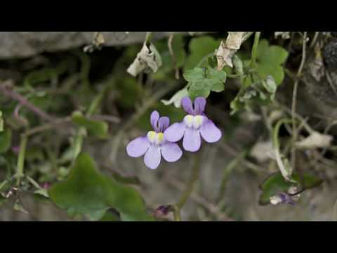 Flower Gardening Tips : How to Grow Kenilworth Ivy (Cymbalaria Muralis) Flower Gardening Tips : How to Grow Kenilworth Ivy (Cymbalaria Muralis)