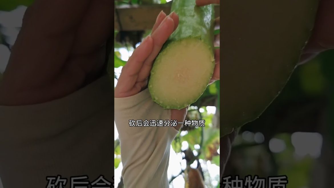 how to growth vegetable /gardening ideas for home