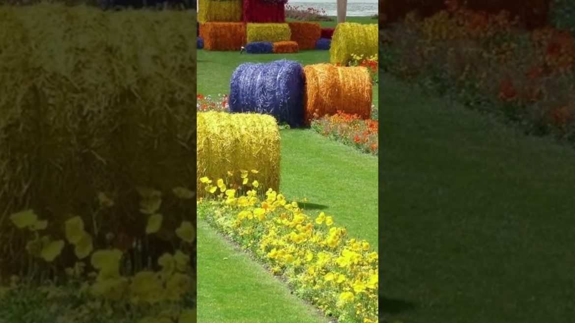 Amazing facts shorts,Emanuele,Container gardening tomatoes,Epingle sur dayi,Flowers rose photo,