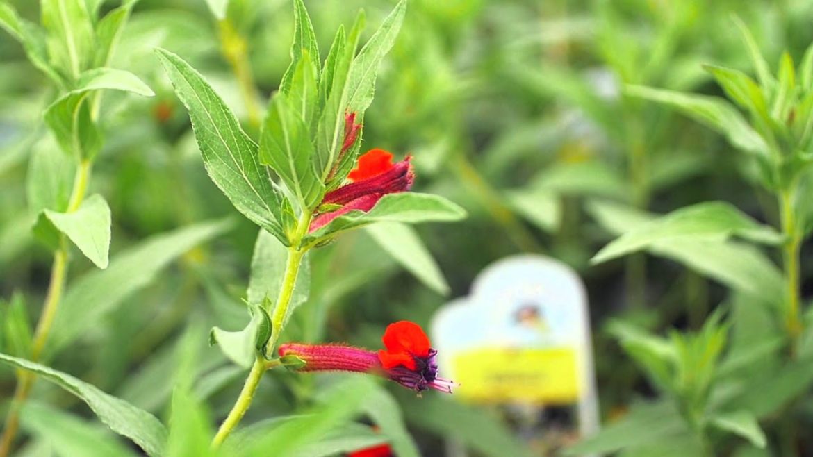 Garden Tips to Attract Hummingbirds