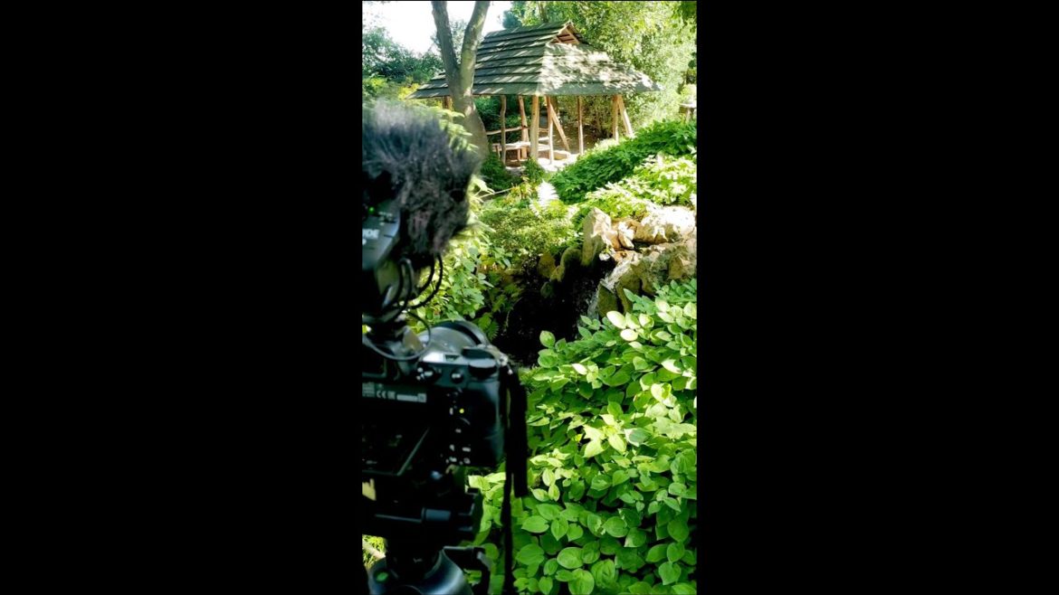 Making of Japanese Garden in Late Summer 2 ๐ #natureshorts #shorts Making of Japanese Garden in Late Summer 2 ๐ #natureshorts #shorts
