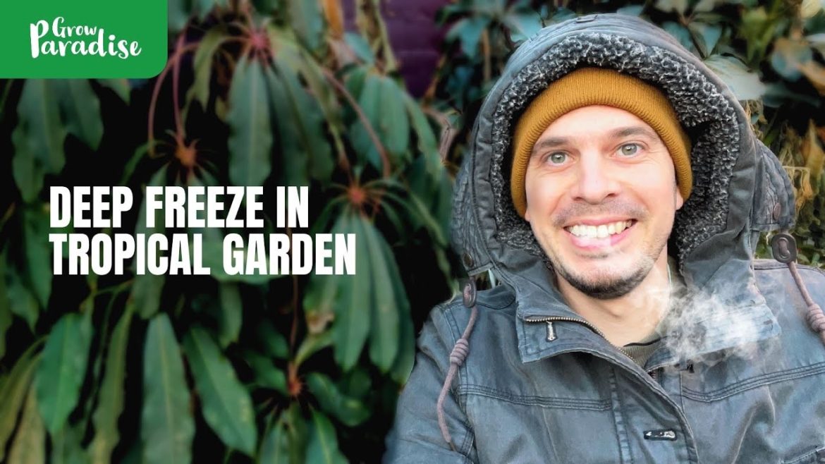 Frozen tropical garden, which plants are hardy enough & lessons for next summer. Frozen tropical garden, which plants are hardy enough & lessons for next summer.