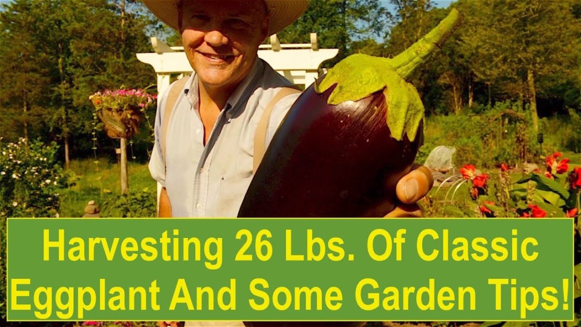 Harvesting 26 LBS  Of Classic Eggplant And Some Garden TIPS! - Harvest Eggplant-PA ZONE 6 GARDENING!
