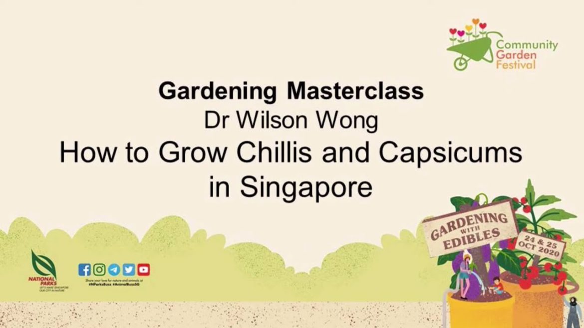 Gardening Masterclass: How To Grow Chillis And Capsicums | Community Garden Festival 2020 Gardening Masterclass: How To Grow Chillis And Capsicums | Community Garden Festival 2020