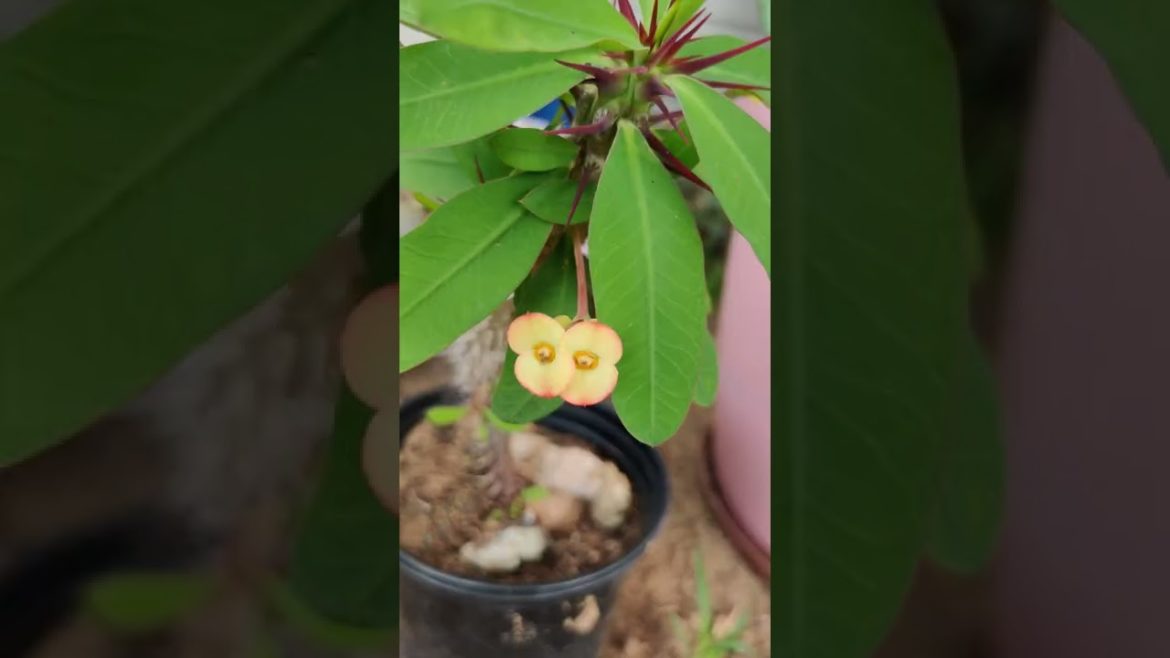 How To Garden With Nature ! …@Ibarbi. ๐ฅฐ๐๐ท๐๐๐#tips #gardening #fruit #flowers #green #grow ๐ How To Garden With Nature ! ...@_Ibarbi._ ๐ฅฐ๐๐ท๐๐๐#tips #gardening #fruit #flowers #green #grow ๐